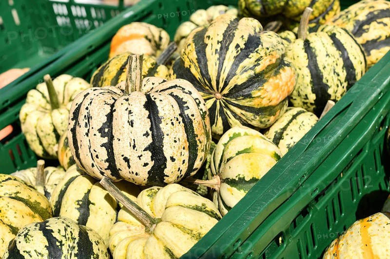 Sweet dumpling squashes in green crate at autumn market