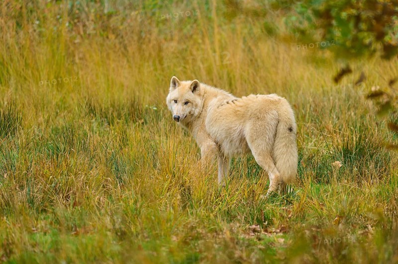 Wolf looks back over his shoulder in an open, autumnal environment, Arctic wolf (Canis lupus arctos)