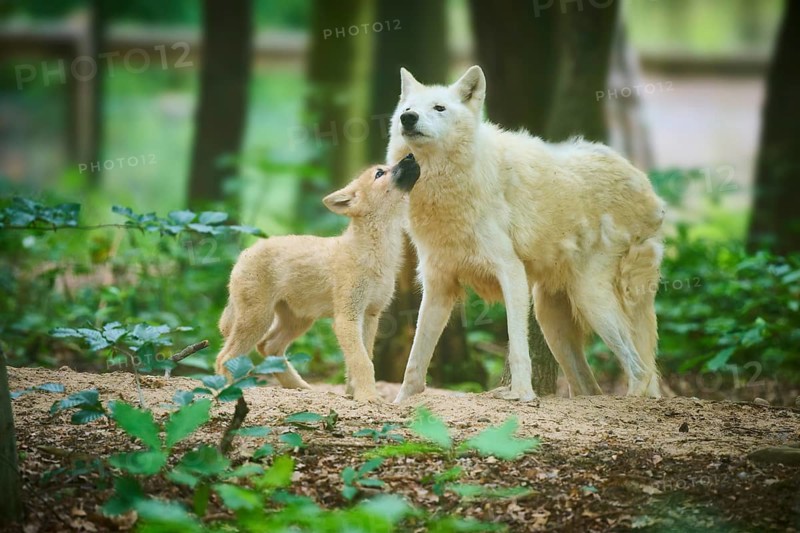 The puppy shows trust in an adult wolf, Arctic Wolf (Canis lupus arctos)