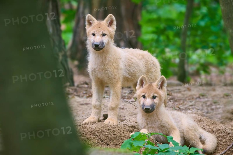 Two puppies curiously explore the forest, Arctic wolf (Canis lupus arctos)