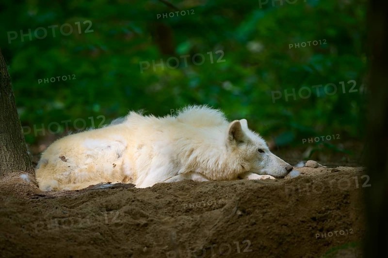 A white wolf is resting relaxed on the forest floor, Arctic wolf (Canis lupus arctos)