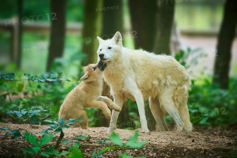A puppy plays and interacts with an adult wolf, Arctic Wolf (Canis lupus arctos)