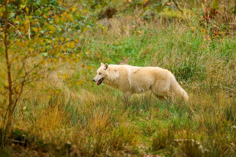 A wolf roams a meadow covered with tall grass in autumn, Arctic wolf (Canis lupus arctos)