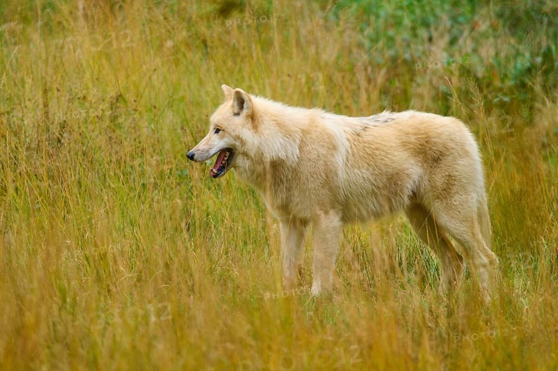 Wolf standing relaxed in an autumnal landscape surrounded by thick grasses, Arctic wolf (Canis lupus arctos)