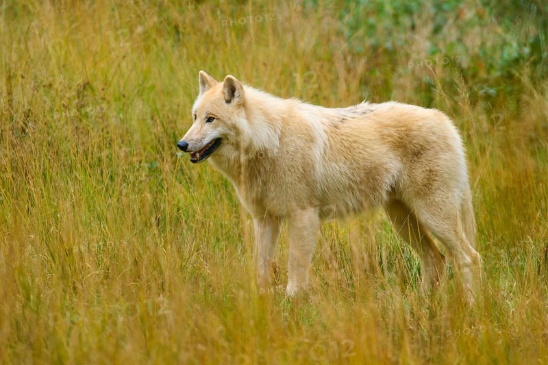 Wolf attentively observes his environment in an open, autumnal landscape, Arctic wolf (Canis lupus arctos)