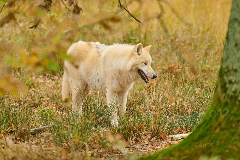 Relaxed white wolf standing among trees in an autumnal landscape, Arctic wolf (Canis lupus arctos)