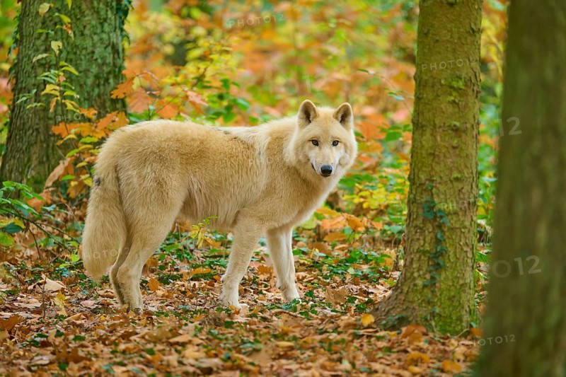 A wolf looks through trees in an autumn forest, Arctic wolf (Canis lupus arctos)