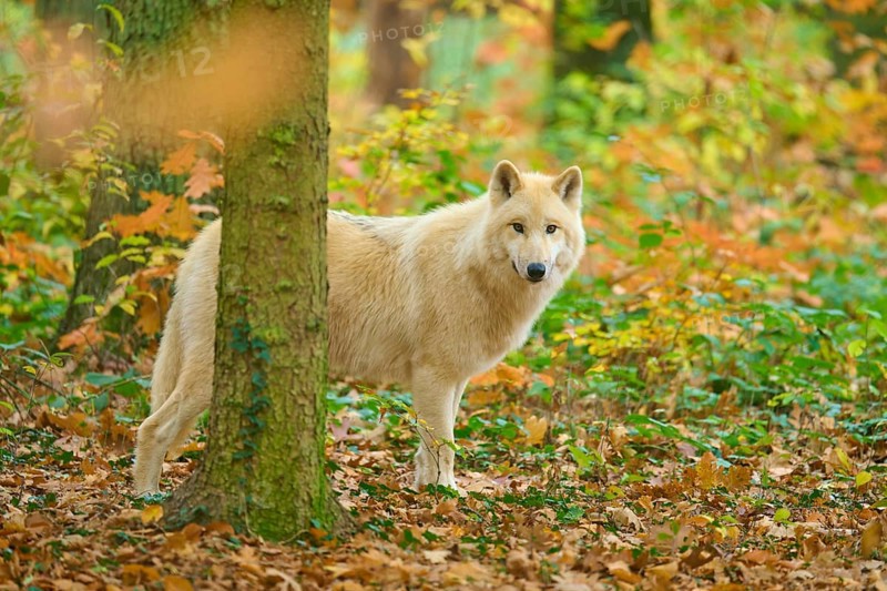 A wolf looks out curiously from behind a tree in autumn forest, Arctic wolf (Canis lupus arctos)