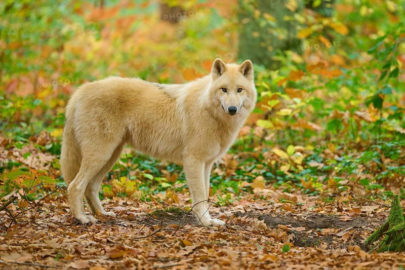 A wolf stands sideways in autumn forest on the leafy ground, Arctic wolf (Canis lupus arctos)