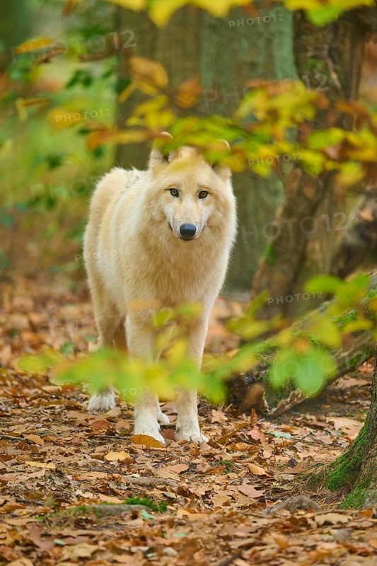 A wolf stands quietly in autumn forest with colorful leaves around him, Arctic wolf (Canis lupus arctos)