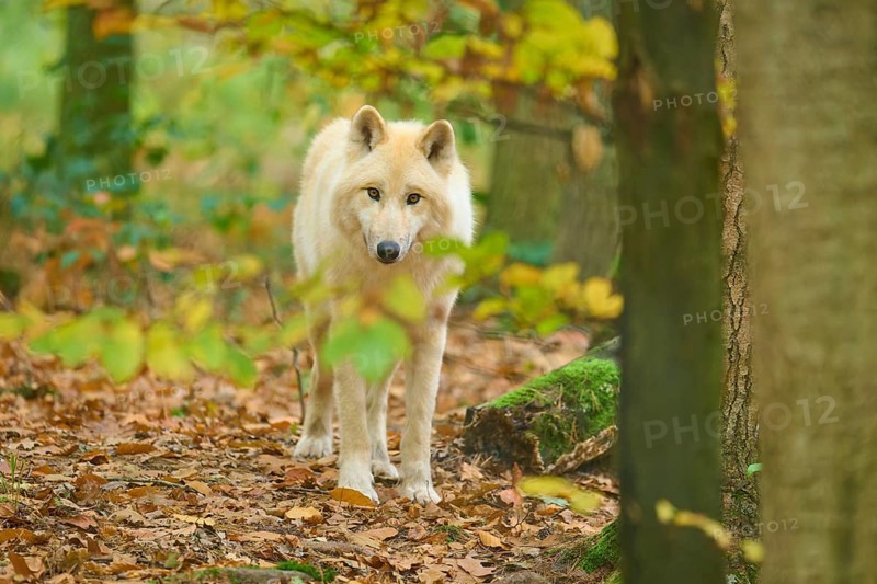 A wolf stands in an autumn forest surrounded by colorful leaves, Arctic wolf (Canis lupus arctos)