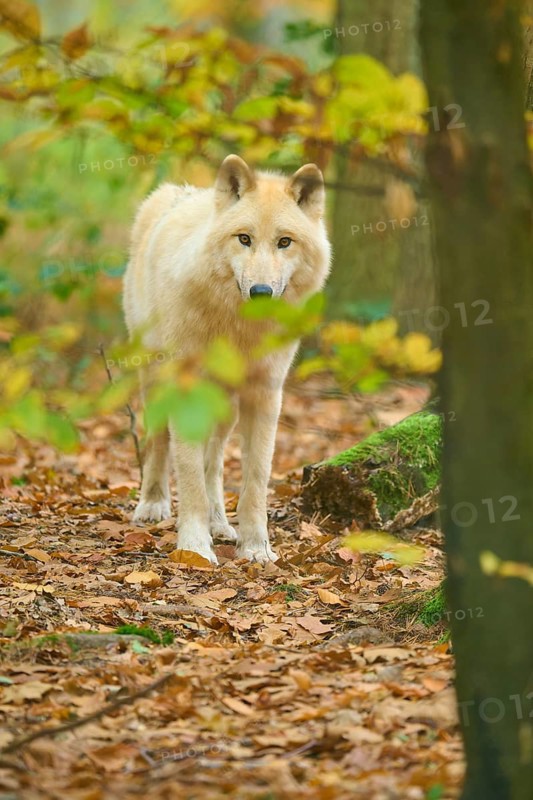 A wolf looks at the camera through the autumn leaves in the forest, Arctic wolf (Canis lupus arctos)