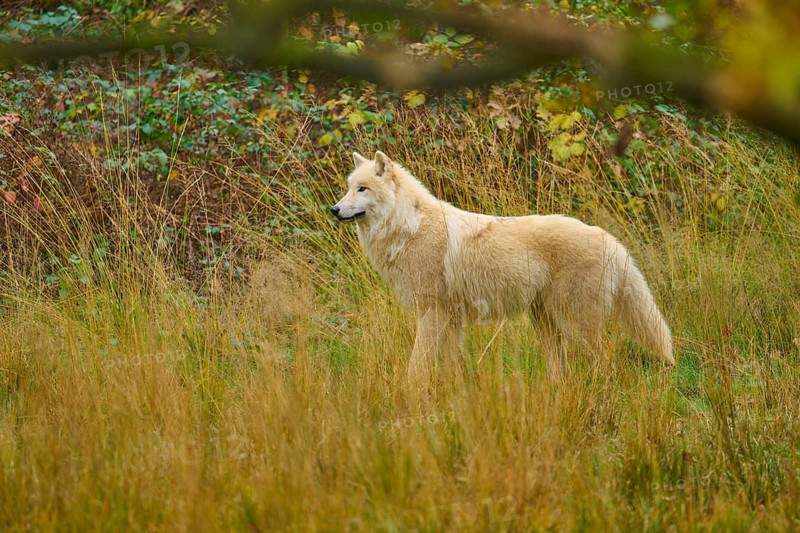 White wolf runs peacefully through an open, autumnal meadow landscape, Arctic wolf (Canis lupus arctos)