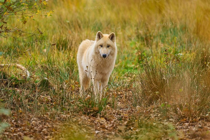 White wolf standing curiously in an autumnal landscape with deciduous soil, arctic wolf (Canis lupus arctos)