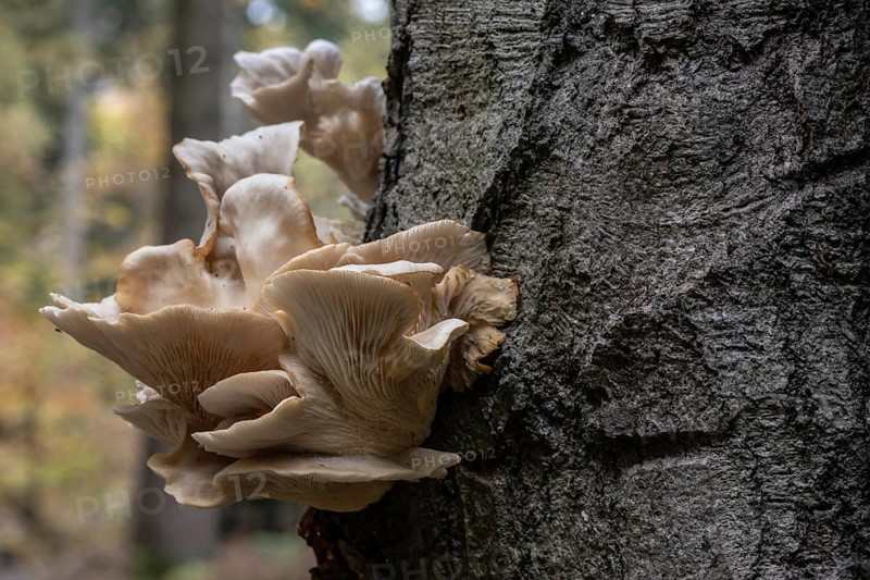 Grooved mushroom (Pleurotus cornucopiae), Emsland, Lower Saxony, Germany