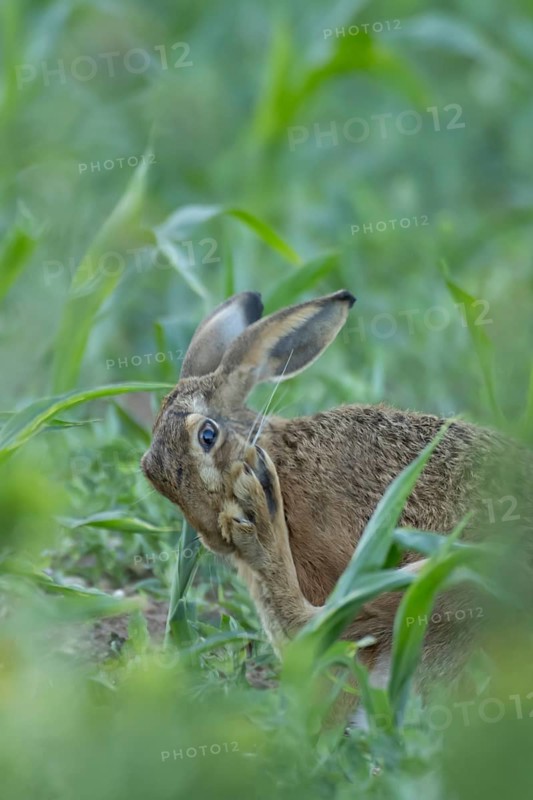 European brown hare (Lepus europaeus) adult animal washing its foot in a farmland maize field in summer, England, United Kingdom