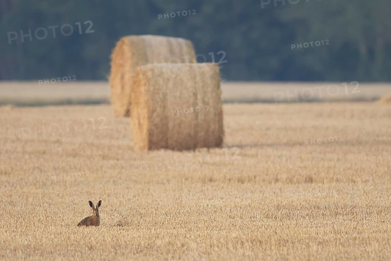 European brown hare (Lepus europaeus) adult animal in a farmland stubble field with a straw or hay bale in the background in summer, England, United Kingdom
