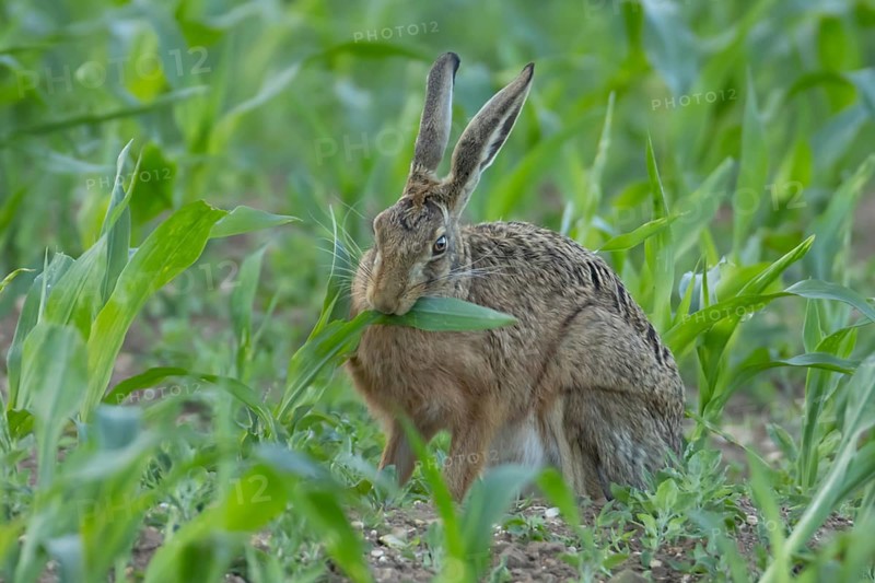 European brown hare (Lepus europaeus) adult animal feeding in a farmland maize field in summer, England, United Kingdom