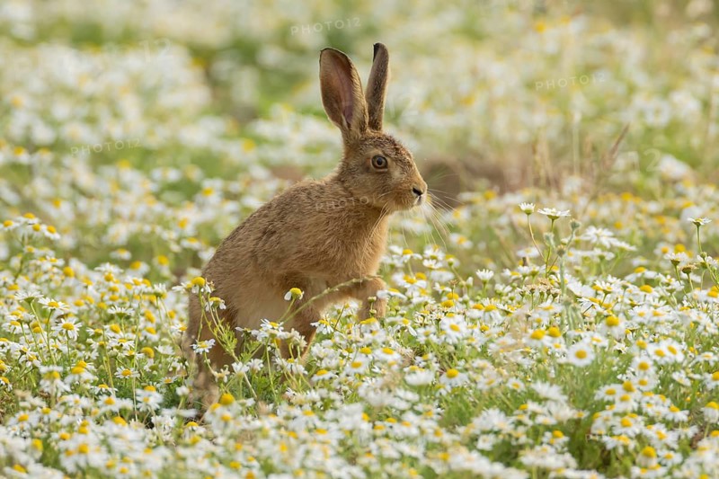 European brown hare (Lepus europaeus) adult animal running across flowering Mayweed daisy flowers in summer, England, United Kingdom