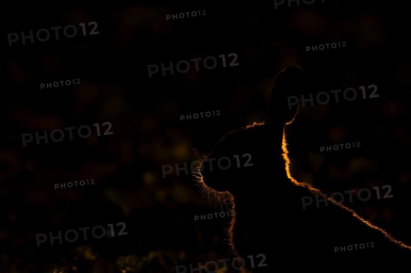 European brown hare (Lepus europaeus) adult animal backlit in a farmland field in summer, England, United Kingdom
