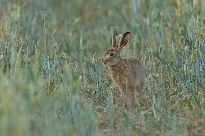 European brown hare (Lepus europaeus) juvenile baby leveret animal in a farmland wheat field in summer, England, United Kingdom