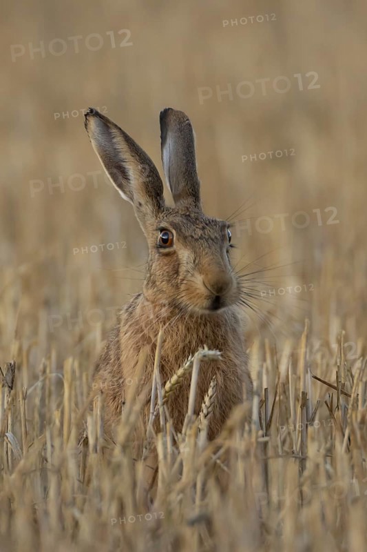 European brown hare (Lepus europaeus) adult animal in a farmland stubble field in summer, England, United Kingdom