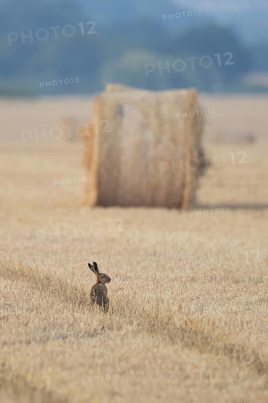 European brown hare (Lepus europaeus) adult animal in a farmland stubble field with a straw or hay bale in the background in summer, England, United Kingdom