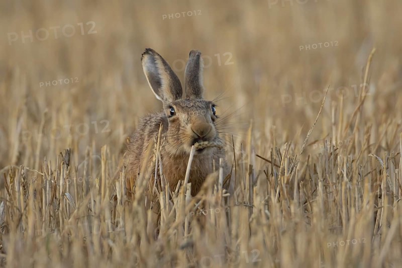 European brown hare (Lepus europaeus) adult animal feeding on a wheat sheath in a farmland stubble field in summer, England, United Kingdom