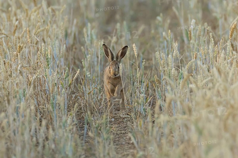 European brown hare (Lepus europaeus) juvenile baby leveret animal running in a farmland wheat field in summer, England, United Kingdom