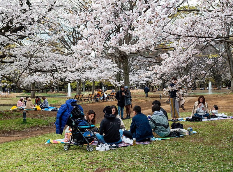 People picnicking under cherry blossoms in Yoyogi Park, Hanami Festival, Shibuya District, Tokyo, Japan