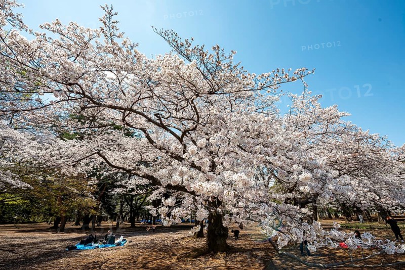Blooming cherry tree in spring, Yoyogi Park, Hanami Festival, Shibuya District, Shibuya District, Tokyo, Japan