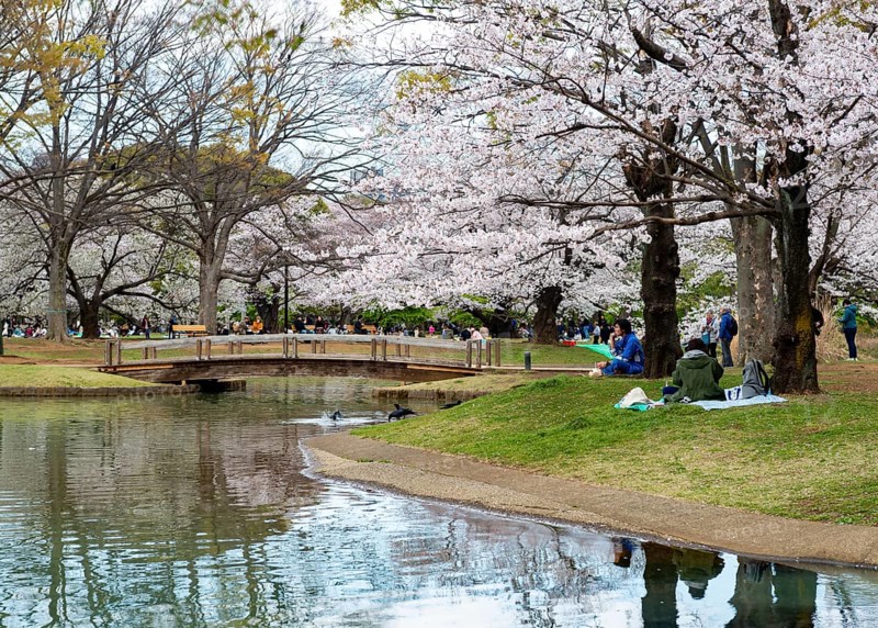 Reflection in a pond, cherry trees blooming in spring, Yoyogi Park, Hanami Festival, Shibuya Ward, Shibuya District, Tokyo, Japan