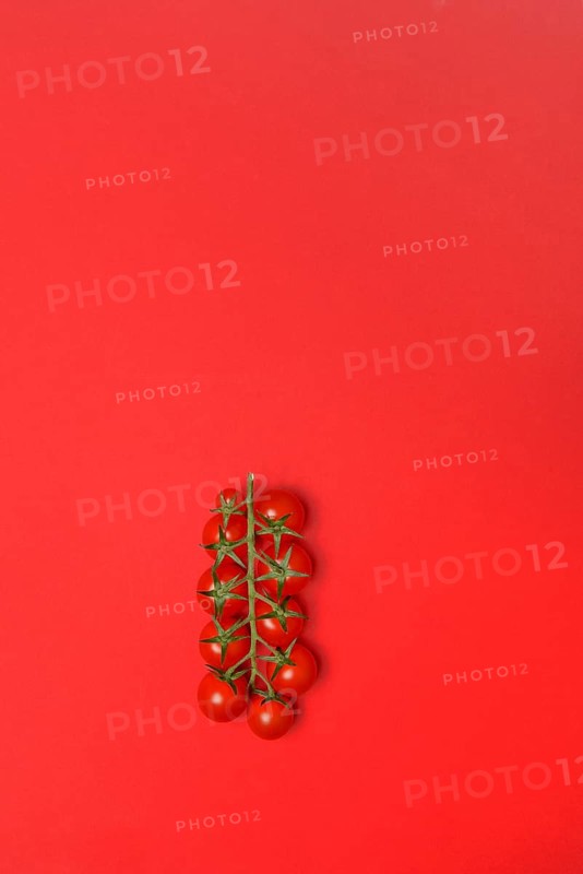 Tomatoes, tomato vine on red background