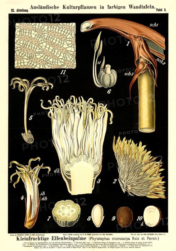 Cultivated plant, small-fruited ivory palm, Phyelephas microcarpa, illustration by Carl Bollmann, reproduction from a model from the 19th century. Authentic, file restored for optimal use, exact date of submission unknown
