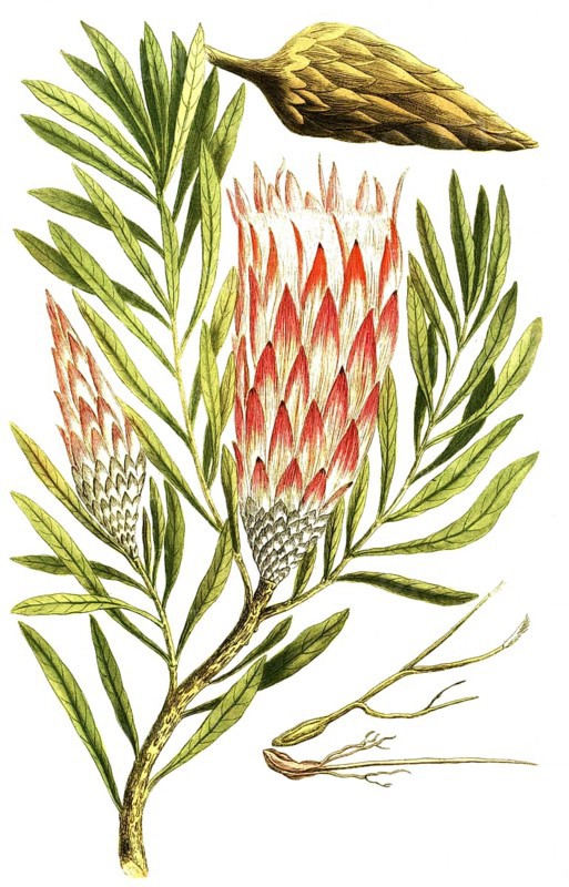 Leucadendron salignum, also known as solar cone, is an evergreen, dioecious shrub from the Proteaceae family, illustration, reproduction from a 19th century model. Authentic, file restored for optimal use, exact date of submission unknown