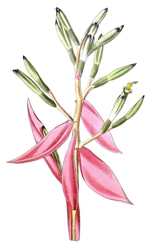 Bromeliad, Bromelia pallida, illustration, reproduction from a 19th century model. Authentic, file restored for optimal use, exact date of submission unknown