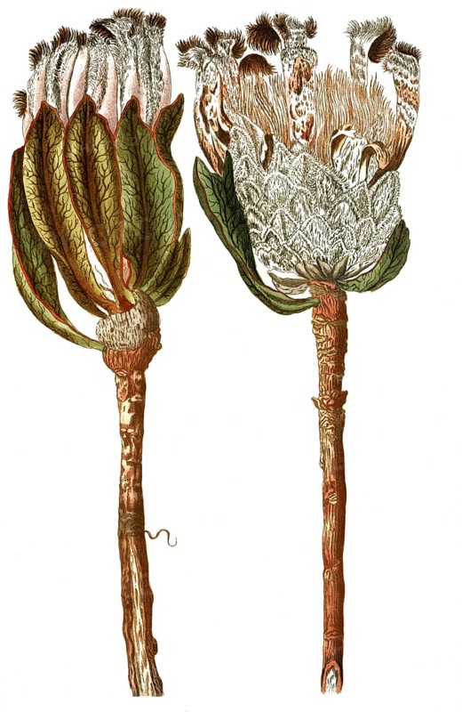 Protea scolymocephala, also thistle protea or thistle sugar bush, illustration, reproduction from a 19th century model. Authentic, file restored for optimal use, exact date of submission unknown