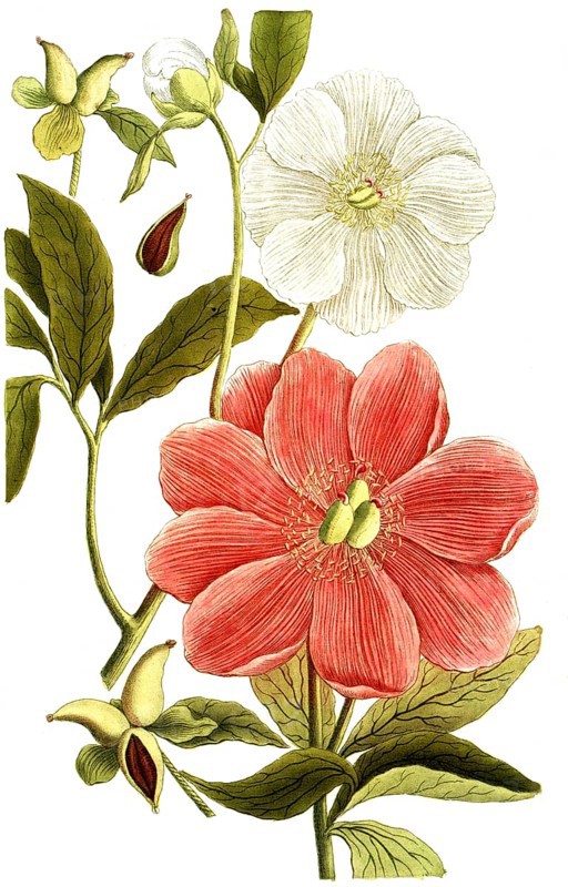 Peony variant, Paeonia mas major, illustration, reproduction from a 19th century model. Authentic, file restored for optimal use, exact date of submission unknown