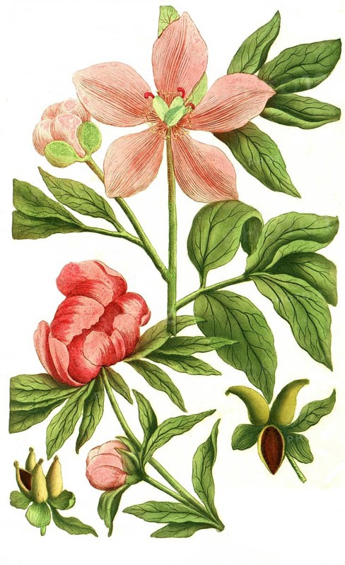 Peony variant, Paeonia mas flore incarnate minor, Paeonia bizantina minor, illustration, reproduction from a 19th century model. Authentic, file restored for optimal use, exact date of submission unknown