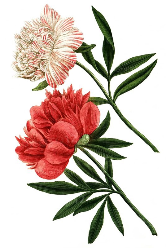 Peony variant, Paeonia mas major flore incarnato pleno, Paeonia flore subrubento pleno, illustration, reproduction from a 19th-century model. Authentic, file restored for optimal use, exact date of submission unknown