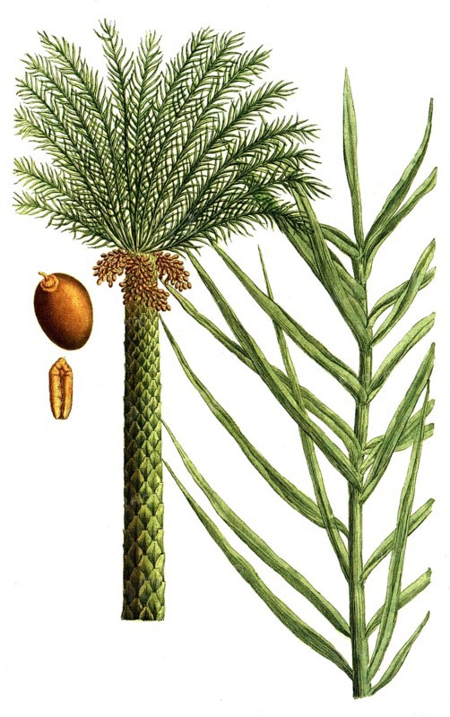 Date palm, Palma dactilifera, illustration, reproduction from a 19th century model. Authentic, file restored for optimal use, exact date of submission unknown