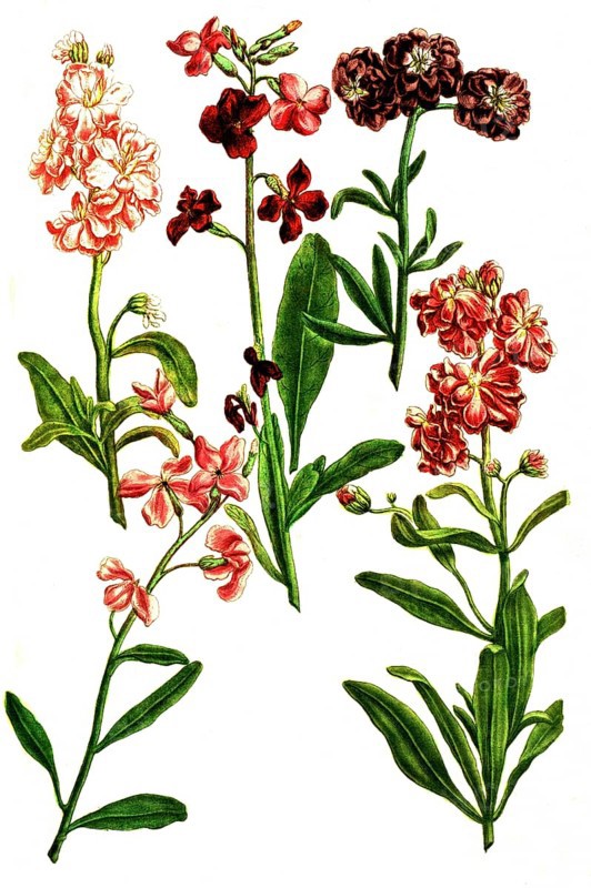 Various variants of Levkoje, Matthiola, a plant genus in the cruciferous family, illustration, reproduction from a model from the 19th century. Authentic, file restored for optimal use, exact date of submission unknown