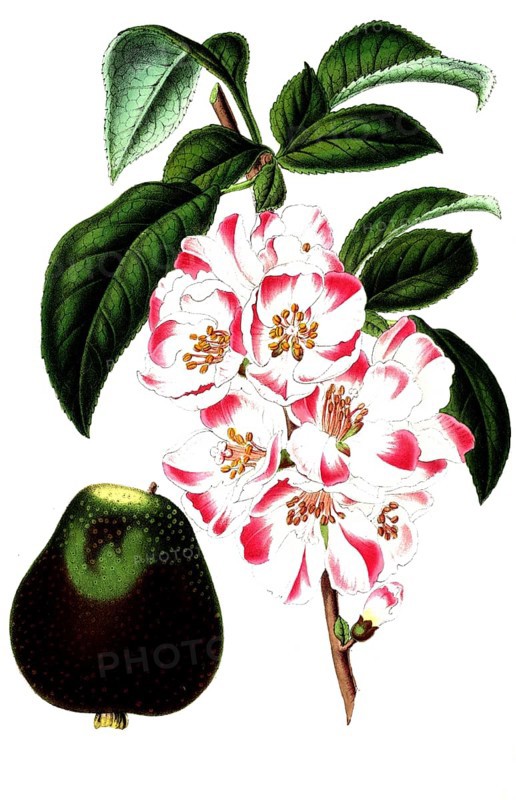 Cydonia japonica, Japanese ornamental quince, illustration, reproduction from a 19th century model. Authentic, file restored for optimal use, exact date of submission unknown
