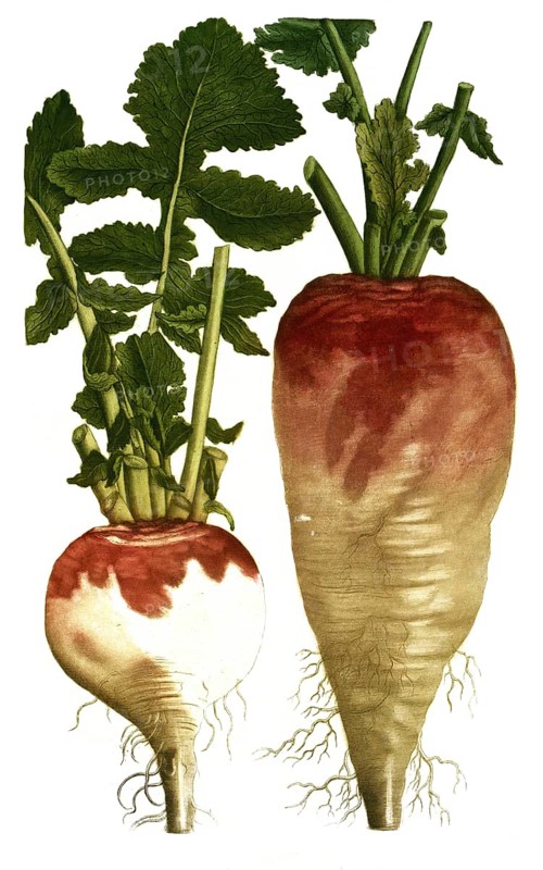 A. Rapa sativa oblonga, water beet, b. Rapa sativa rotunda, white beet, illustration, reproduction from a model from the 19th century. Authentic, file restored for optimal use, exact date of submission unknown