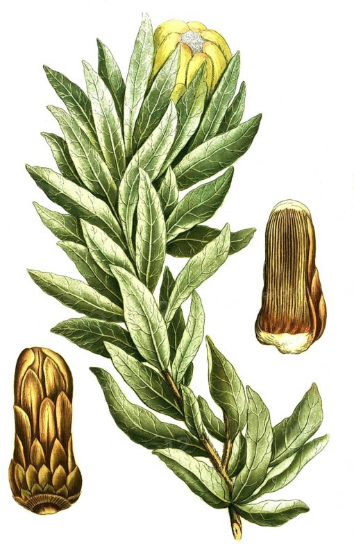 Protea lepidocarpodendron, black bearded sugar bush, illustration, reproduction from a 19th century model. Authentic, file restored for optimal use, exact date of submission unknown