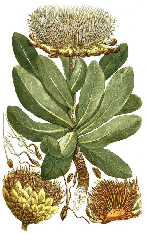 Protea, Globe Artichoke, Scolymoce phalus foliis oblongis seu Lepidocarpodendron primum, illustration, reproduction from a 19th century model. Authentic, file restored for optimal use, exact date of submission unknown