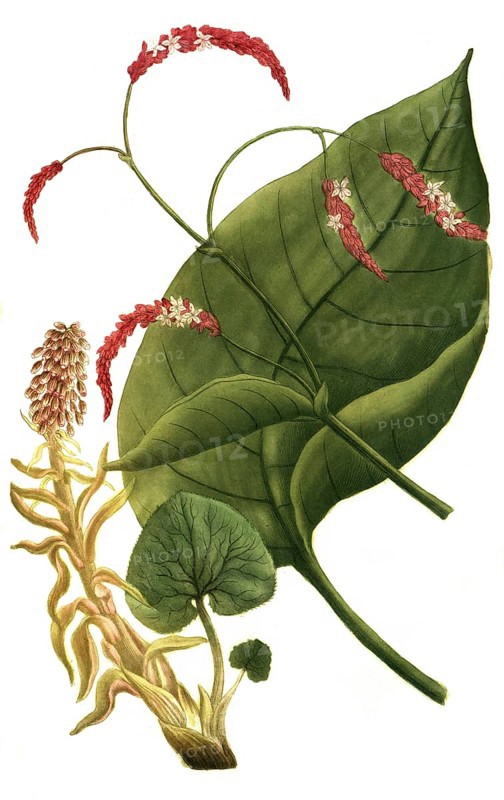 Oriental knotweed, Persiana orientalis and Petasites vulgaris, common butterbur, illustration, reproduction from a 19th century model. Authentic, file restored for optimal use, exact date of submission unknown