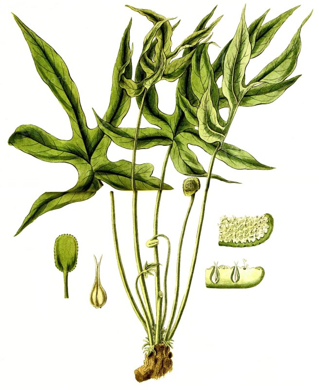 Dorstenia arifolia, plant species from the mulberry family, illustration, reproduction from a 19th century model. Authentic, file restored for optimal use, exact date of submission unknown