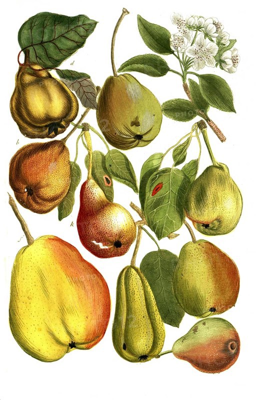 Different varieties of pear: b. pyra arrosta, roast pear, c. pyra curtipendula, water pear, c. pyra cydonia, quince pear, e. pyra falerna, bergamot pear, f. pyra beralia, pound pear, g. pyra oblonga, h. pyra prassina, i. pyra prassina hiemalia, k. Pyra praecocoa, Count pear, illustration, reproduction from a model from the 19th century. Authentic, file restored for optimal use, exact date of submission unknown