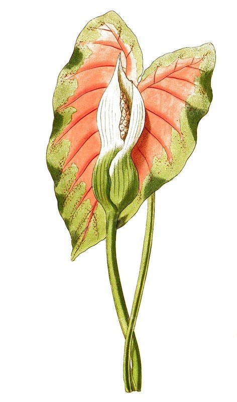 Caladium bicolor, plant genus from the arum family, illustration, reproduction from a 19th century model. Authentic, file restored for optimal use, exact date of submission unknown